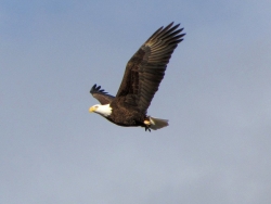  bald eagle in flight, Courtesy and Copyright 2011 Bryan Olsen, Photographer